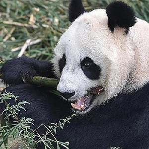 大熊猫“彩陶”“湖春”启程赴印尼