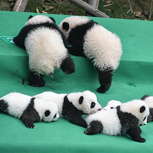成都大熊猫繁育研究基地2017年新生大熊猫宝宝集体亮相