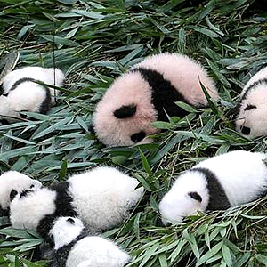 中国大熊猫保护研究中心2017年繁育大熊猫幼仔42只