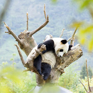 四川卧龙神树坪基地大熊猫的安逸秋日生活