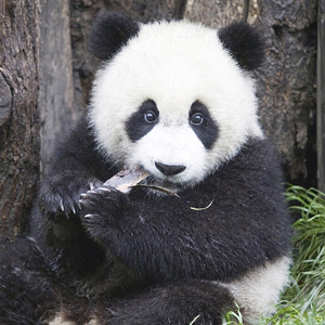 四川眉山市洪雅县救助生病野生大熊猫