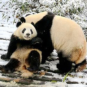 都江堰中华熊猫谷迎来2018年第一场雪 这里的大熊猫撒欢了