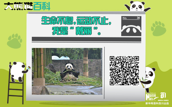 大熊猫百科丨有一种坚强叫“戴丽”