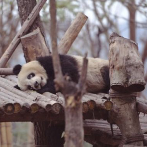 国社@四川｜大熊猫黑眼圈变白疑被虐？成都大熊猫繁育研究基地作出回应