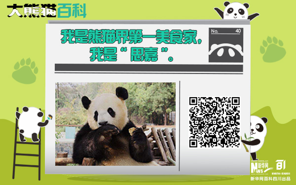 大熊猫百科丨最萌吃货“思嘉”