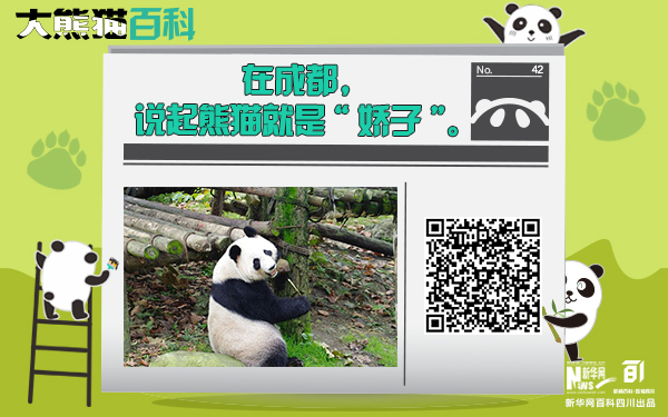 大熊猫百科丨成都名片“娇子”