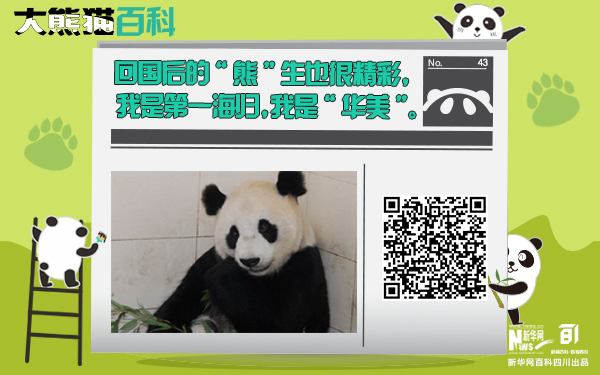 大熊猫百科丨第一海归“华美”