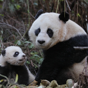 国社@四川｜大熊猫国家公园建设合作协议在成都签署