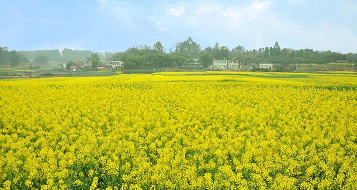 成都市天府新区籍田