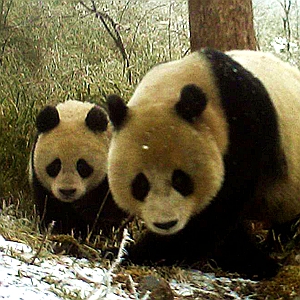 四川卧龙首次拍到大熊猫母子同框照
