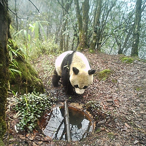 国社@四川｜红外线相机在都江堰监测到野生大熊猫活动