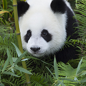 国社@四川｜四只大熊猫将“作客”宜宾蜀南竹海景区