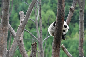 国社@四川｜汶川地震十周年：卧龙中华大熊猫苑的香港情缘