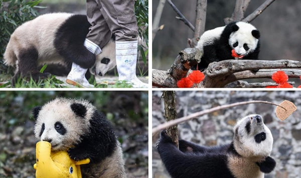 国社@四川｜胖哒萌照来袭！带你看震后十年重获新生的“熊猫王国”
