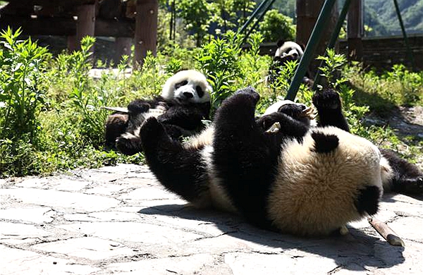 国社@四川｜藏在绿水青山间的大熊猫“幼儿园”