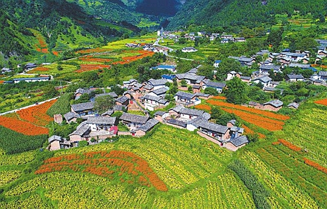 壁纸 成片种植 风景 植物 种植基地 桌面 469_300