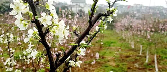 天府梨园
