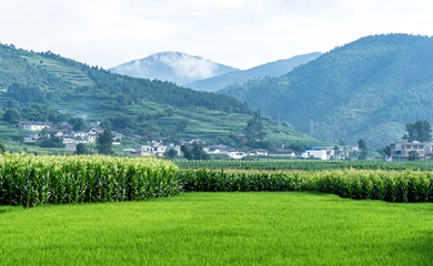 綠色田野