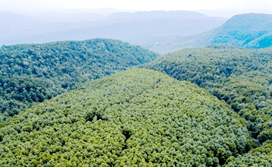 马头山红松