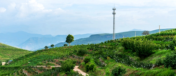 “七個萬畝基地”