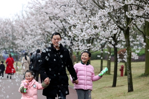 赏樱正当时 眉山第三届樱花节将持续至4月8日