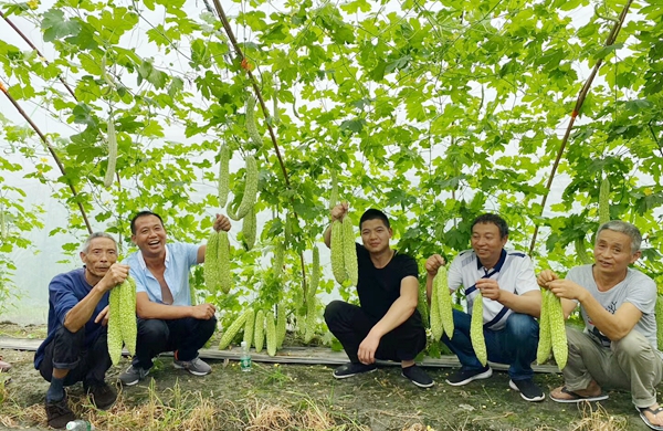 2020天府丰收盛景｜成都新津藜麦飘香 丰收在望