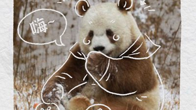 熊貓“漫”科普：誰説熊貓只能拍“黑白照”？