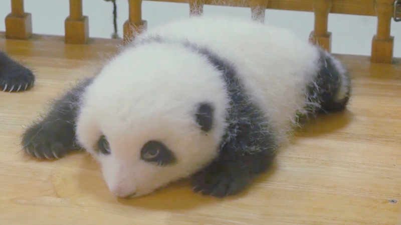 熊貓寶寶能有多可愛