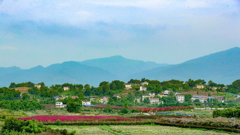 走進鄉村看小康｜畫裏鄉村 花海人家