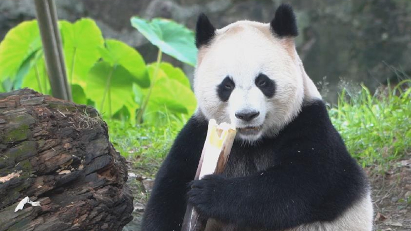 一只“沒有感情”的幹飯熊貓