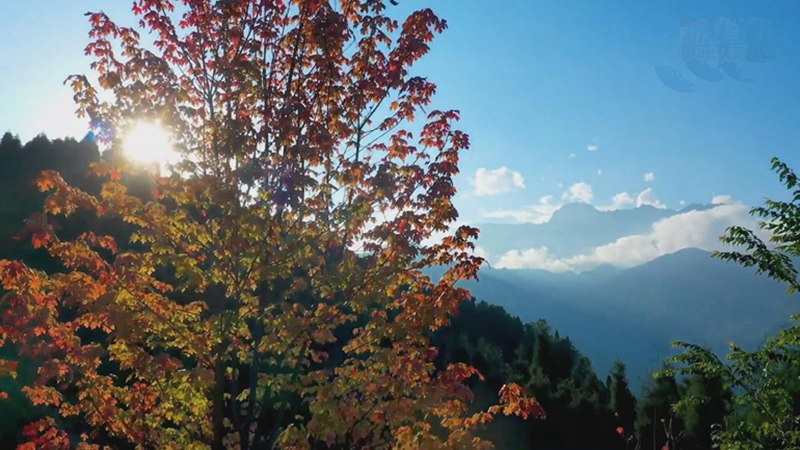 四川什邡：嶺上紅楓漫舞