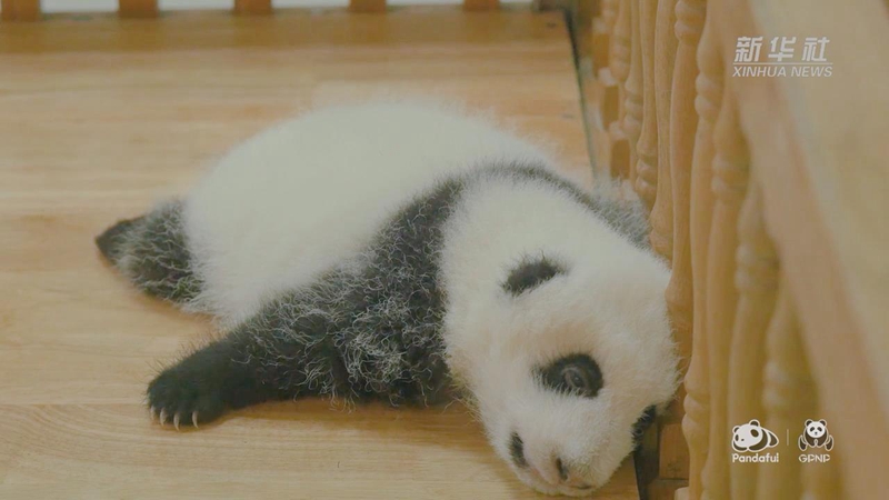 睡香香！熊貓寶寶起床啦