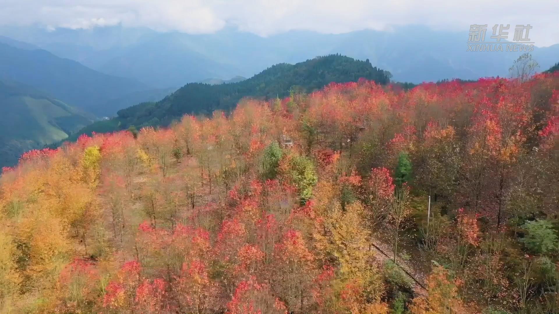 四川什邡：楓嶺晚秋美如畫