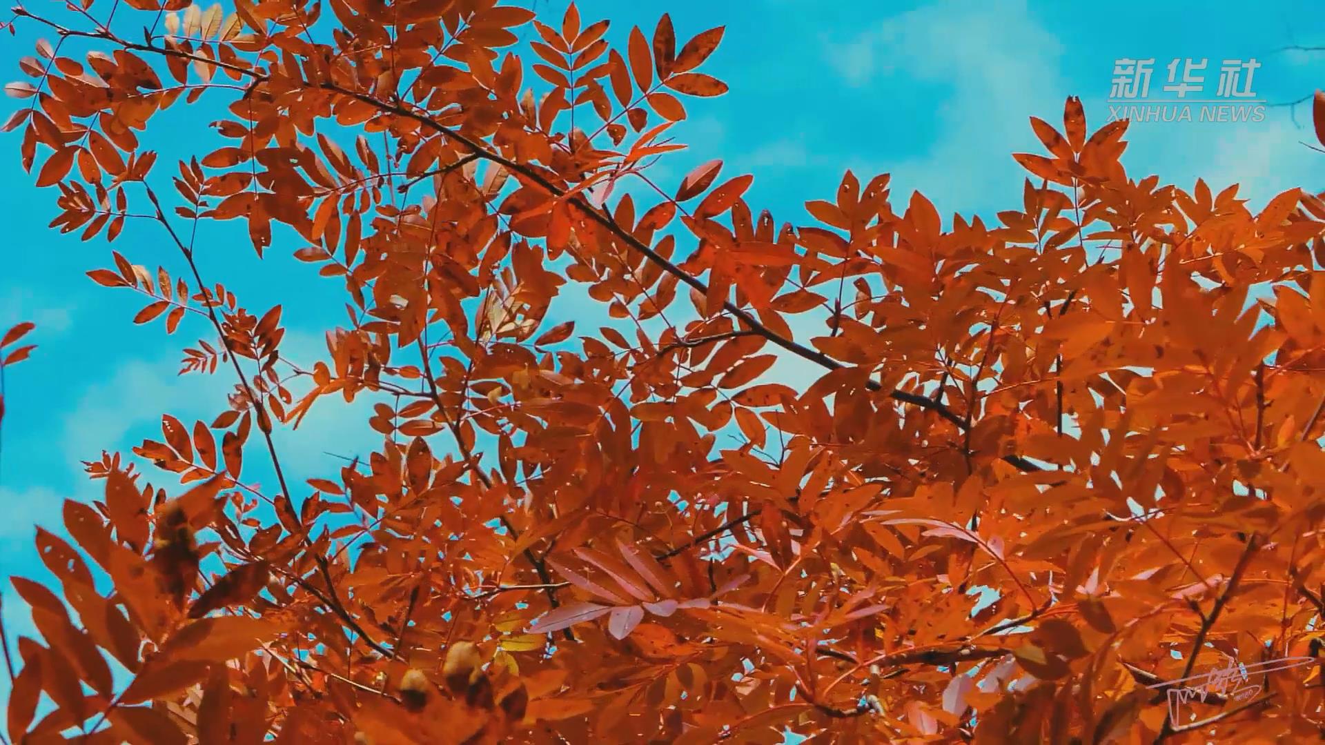 四川松坪溝：紅葉似火 秋色正濃