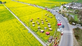 【“飞阅”中国】“最美乡村公路”油菜花海美如画