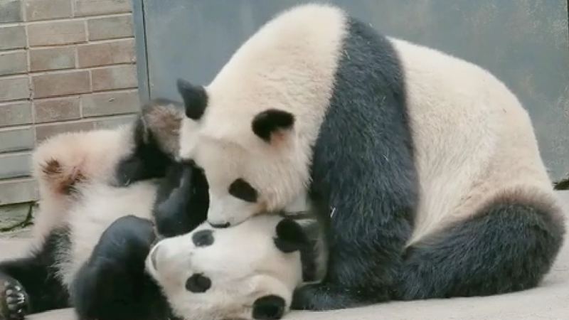 “硬核贴贴”！谁不爱一只软乎乎的熊猫宝宝呢