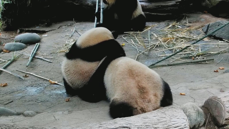 熊猫社区｜大熊猫打滚式耍赖求陪玩