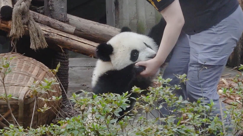 熊猫社区｜搬运一只熊猫宝宝需要几个人