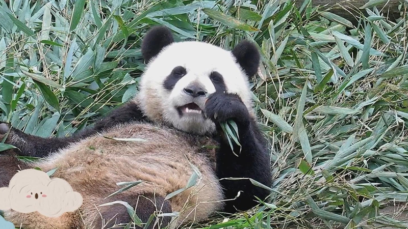 熊猫社区｜见过吃饭自带小桌板的熊猫吗？