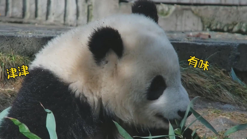 熊猫社区｜熊猫吃这一顿还不够消耗的