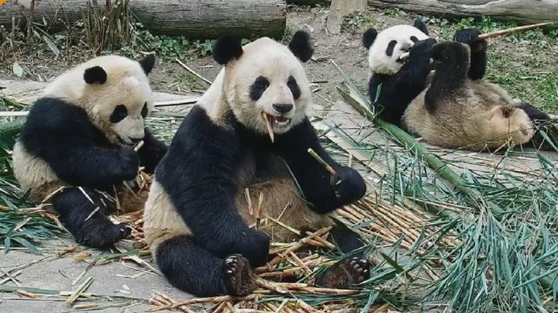 熊猫社区｜大熊猫小鲁的“躺吃熊生”