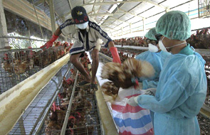 H7N9禽流感患者仍在抢救 目前无疫苗 系全球首例