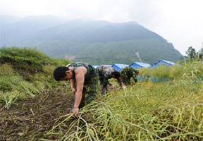 地震灾区“双抢”忙 军民协力促生产