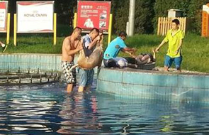 公园喷泉电死宠物狗 主人下水救狗被电死