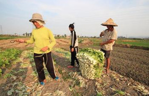 浙江高温烤焦蔬菜 持续40度产量锐减
