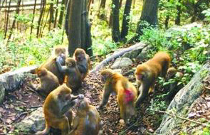 给猴子喂避孕药 &ldquo;计划生育&rdquo;效果不佳