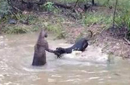 德国獒犬与袋鼠打架 PK失败差点淹死