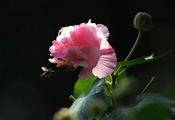 【高清】中国“蜂”景１０１：芙蓉蜂影